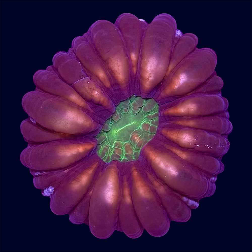 Red Cynarina - A57