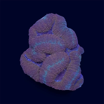 Orange Symphyllia - A58