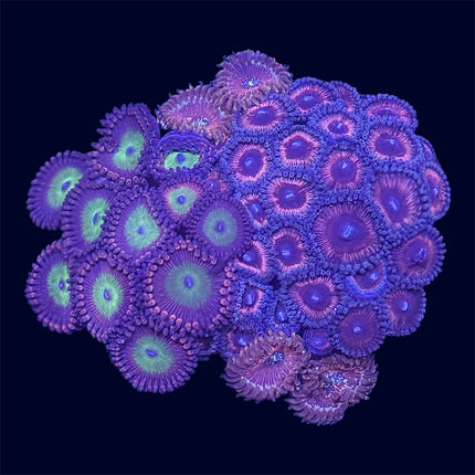 Zoa Combo Frag - A58