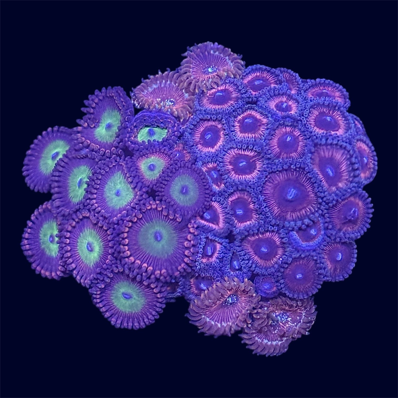 Zoa Combo Frag - A58