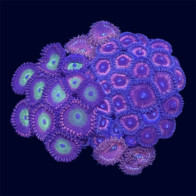 Zoa Combo Frag - A58