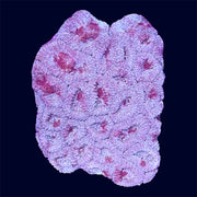 Favia Frag - A58