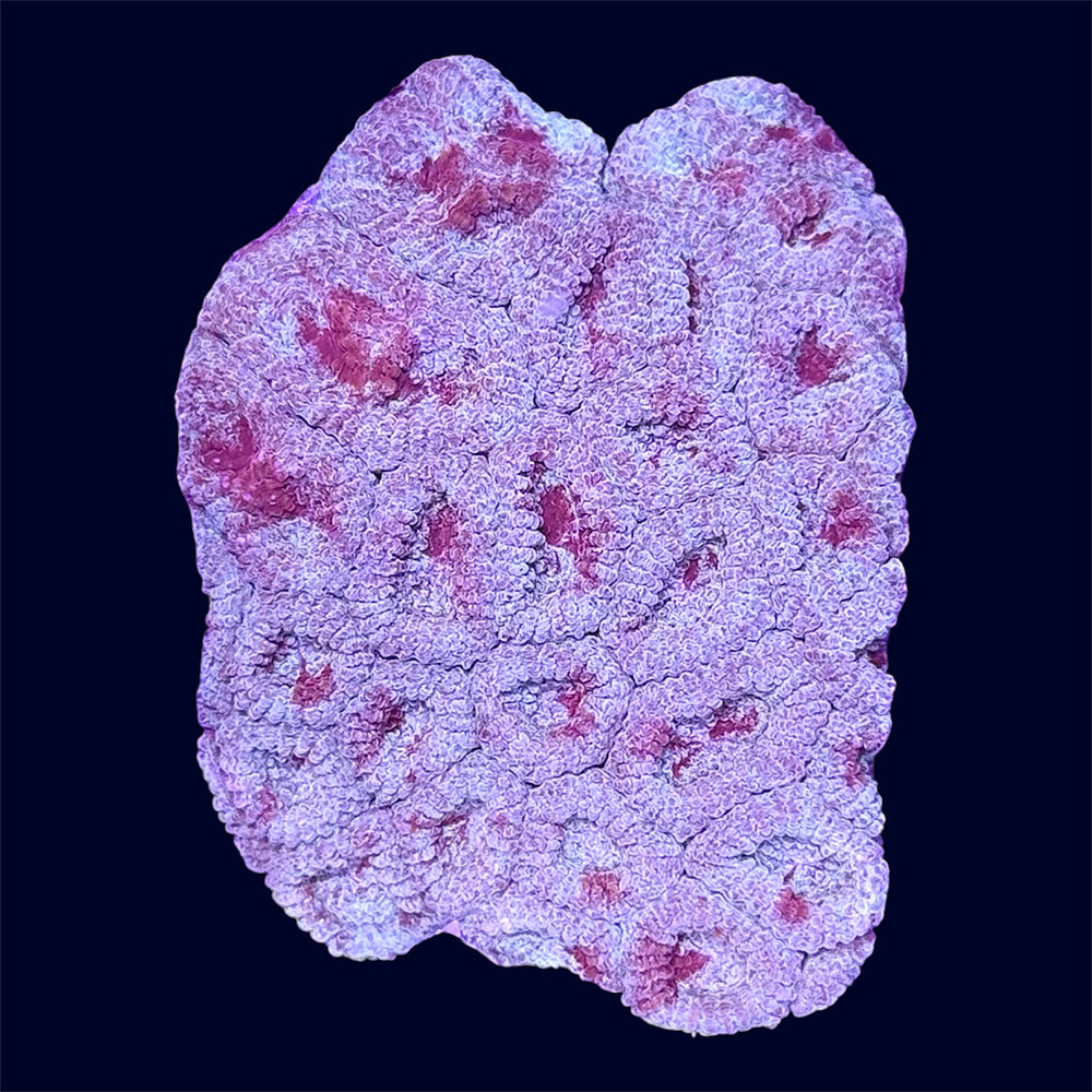 Favia Frag - A58