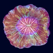 Multicolour Trachy - A58