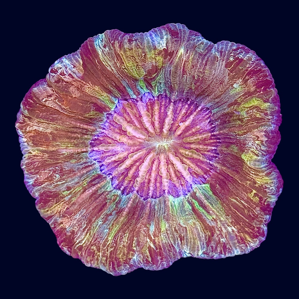 Multicolour Trachy - A58