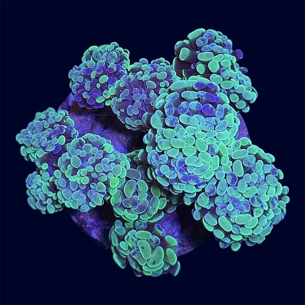 Toxic Splatter Hammer Rock - A59