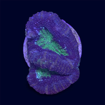 Purple/Green Lobo - A59