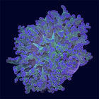 Purple Tip Frogspawn - A59