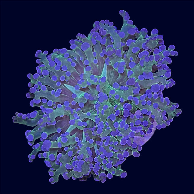 Purple Tip Frogspawn - A59