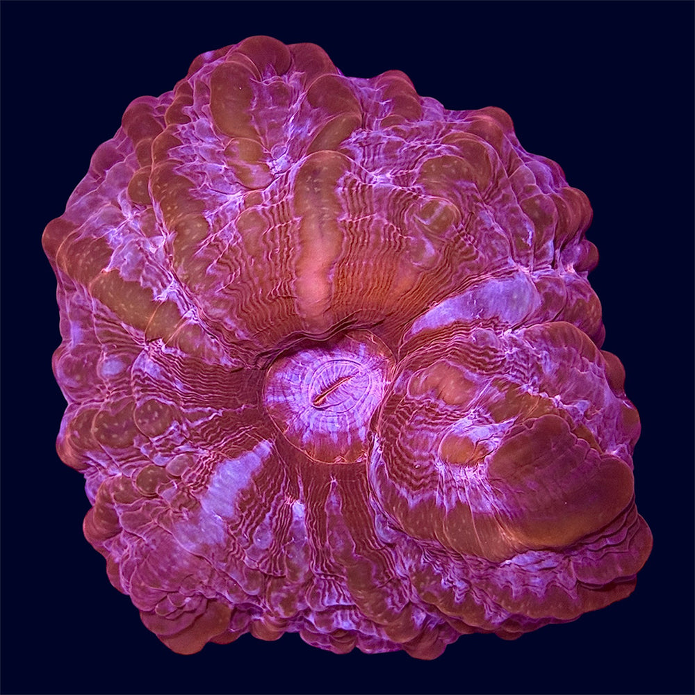 Red Cynarina - A59