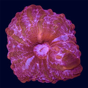 Red Cynarina - A59