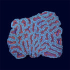 Green Micromussa Colony - A60