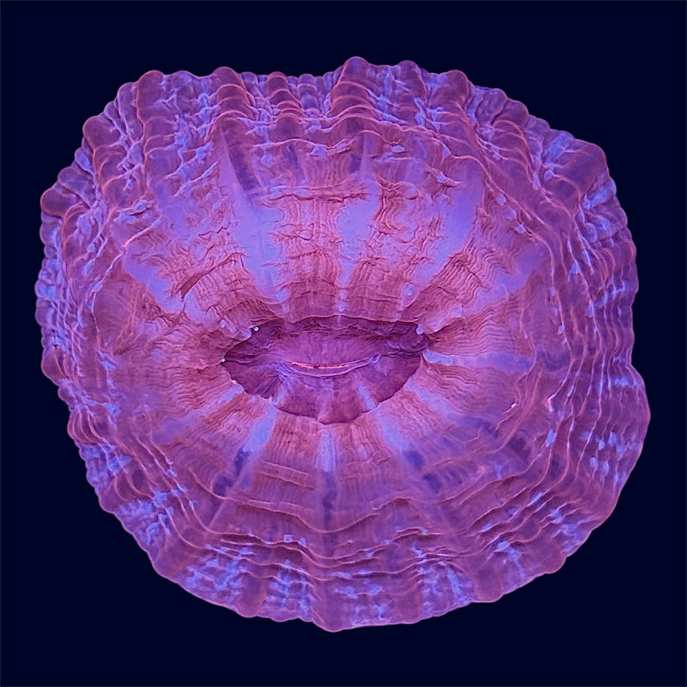 Red Cynarina - A60