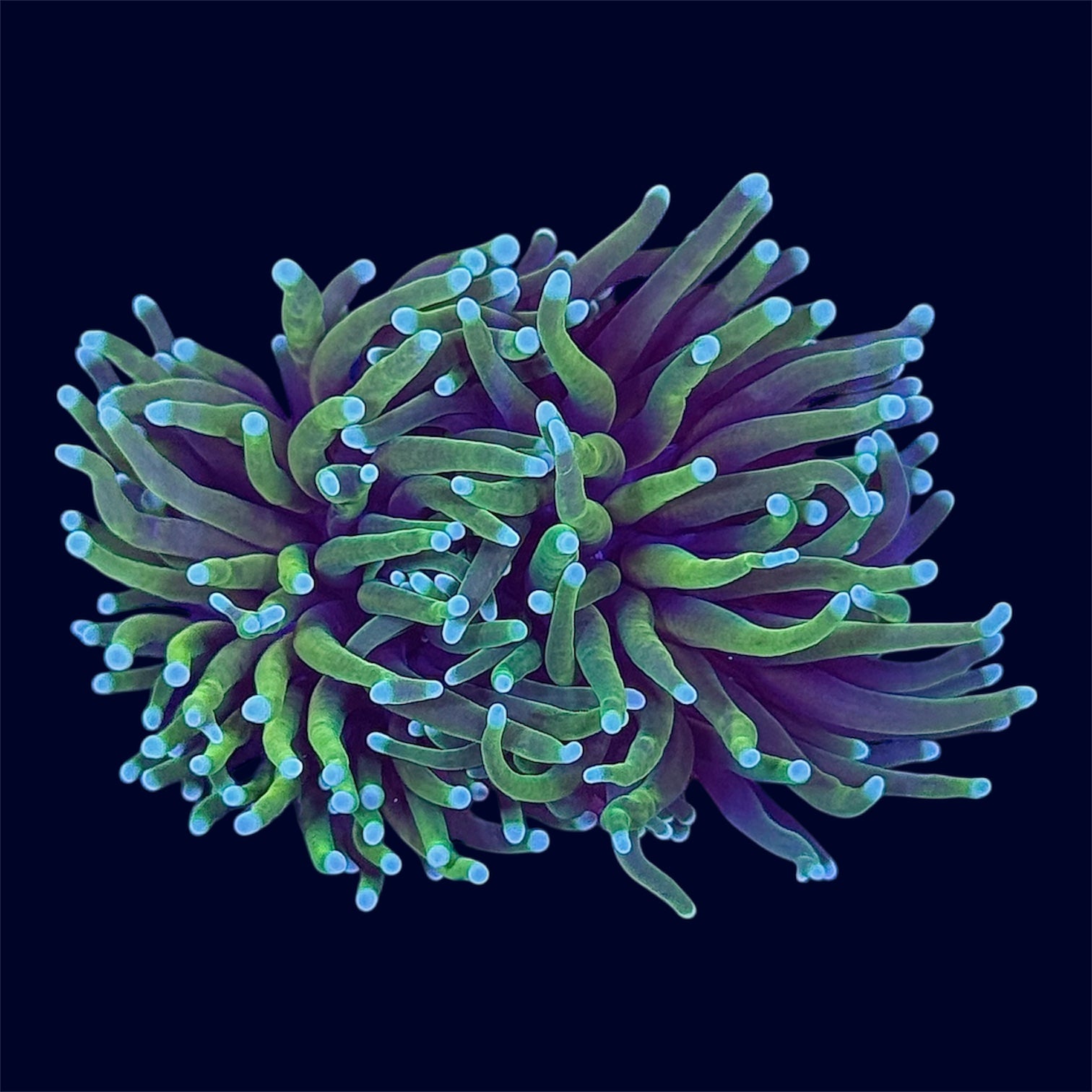 Dragon Soul Torch - A61