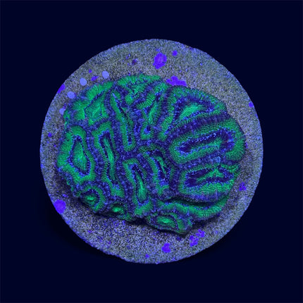 Green Micromussa Colony - A61