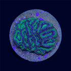 Green Micromussa Colony - A61