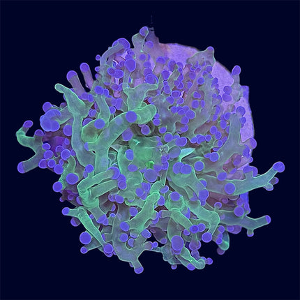 Purple Tip Frogspawn - A61