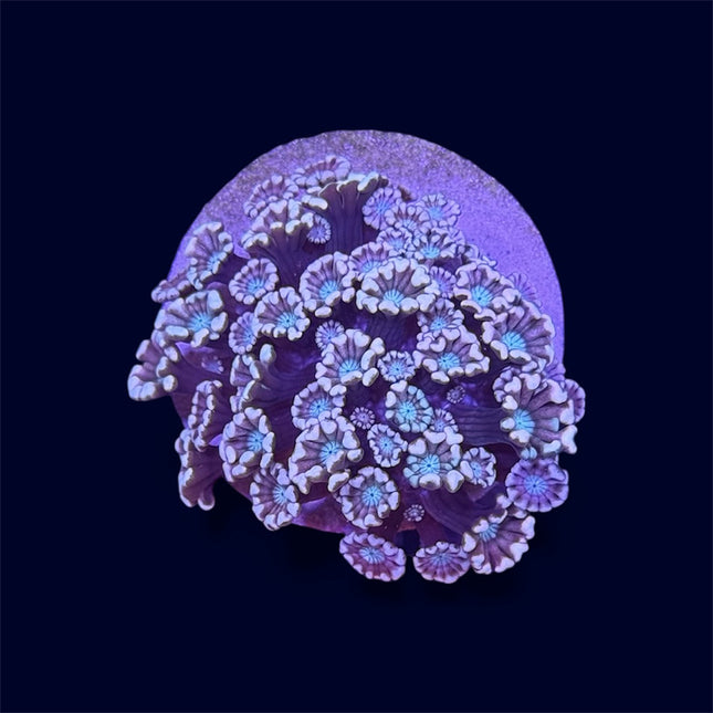 Peach Alveopora - A62