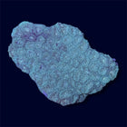 Green Favia Mini Colony - A62