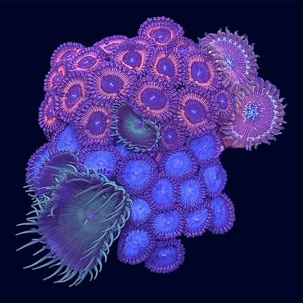 Zoa Combo Frag - A62