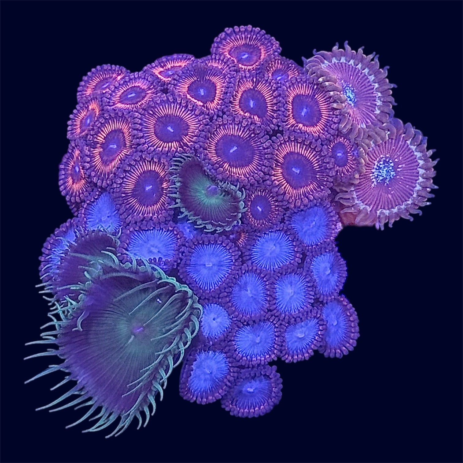 Zoa Combo Frag - A62