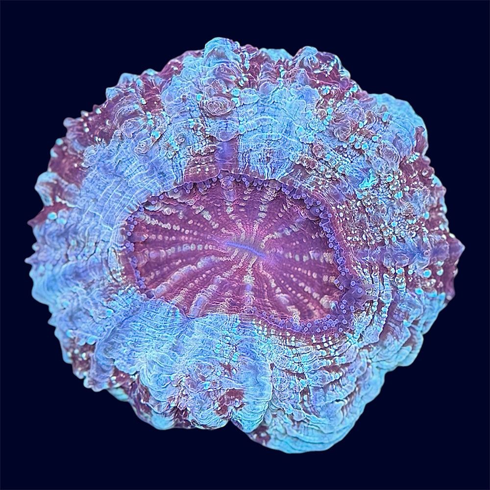 Mulcticolour Deshi Donut - A62