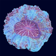 Mulcticolour Deshi Donut - A62