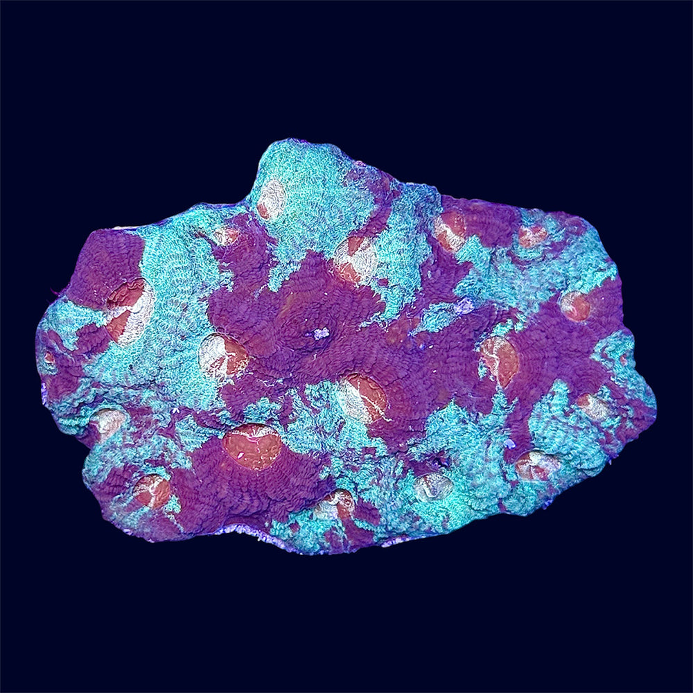 Multicolour Favia - A62