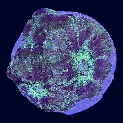 Micromussa Lord Frag - A Grade - A63