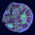 Micromussa Lord Frag - A Grade - A63