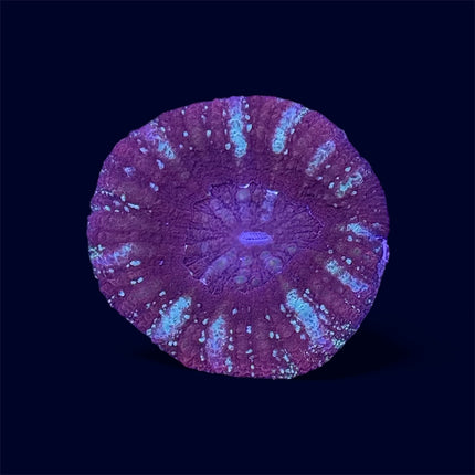 Red Micromussa Maxima - A63