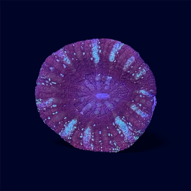 Red Micromussa Maxima - A63