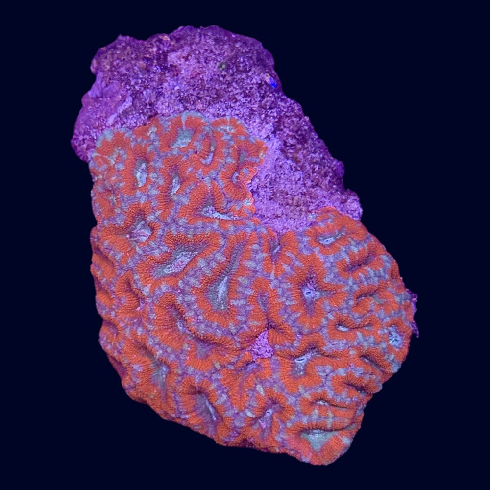 Micromussa Colony (A Grade) - A63