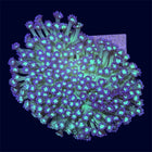 Yellow/Purple Goniopora Mini Colony - A64