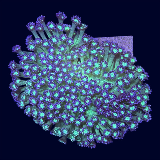 Yellow/Purple Goniopora Mini Colony - A64