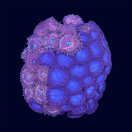 Zoa Combo Frag - A64