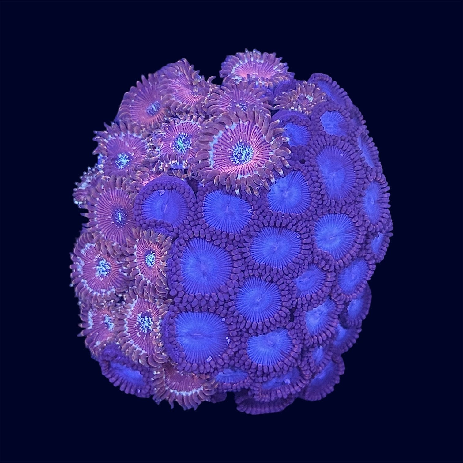 Zoa Combo Frag - A64