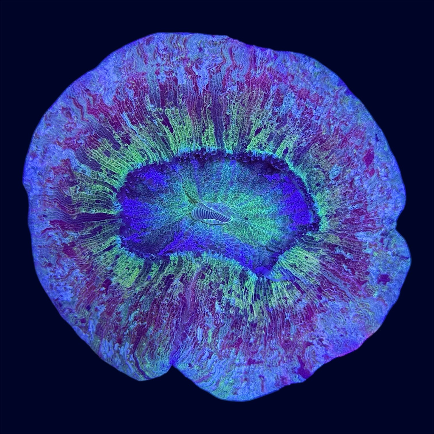 Multicolour Trachyphyllia - A65