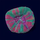 Bleeding Apple Scoly - A65