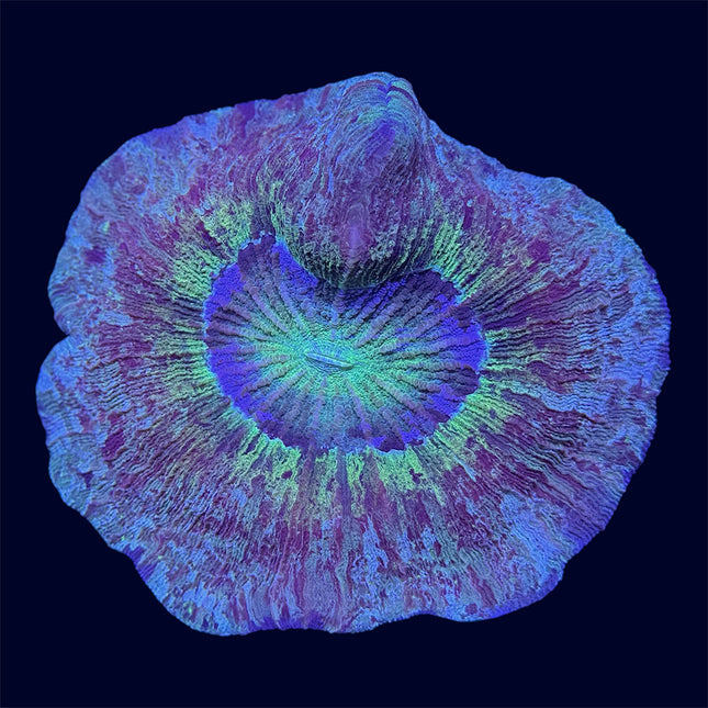 Multicolour Trachyphyllia - A65