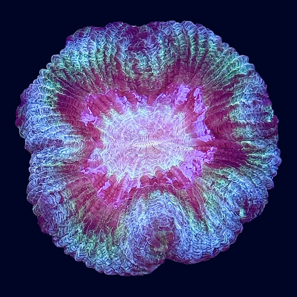 Multicolour Trachy - A65