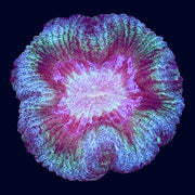 Multicolour Trachy - A65