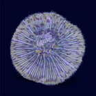 Yellow Plate Coral - A66