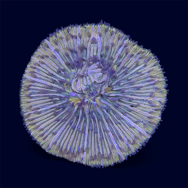 Yellow Plate Coral - A66