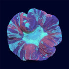 Multicolour Trachy - A66