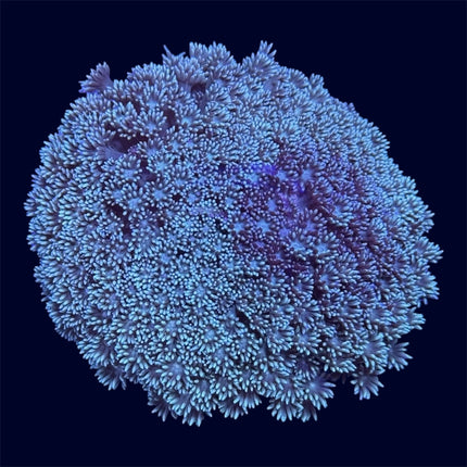 Green Goniopora Mini Colony - A66