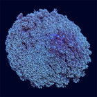 Green Goniopora Mini Colony - A66