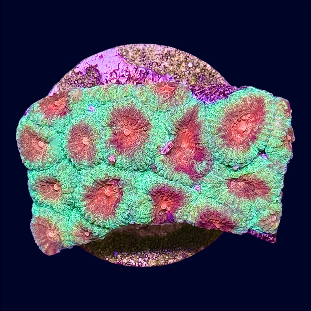 Green/Red Favia Frag - A66