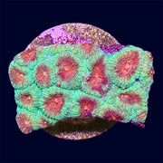 Green/Red Favia Frag - A66