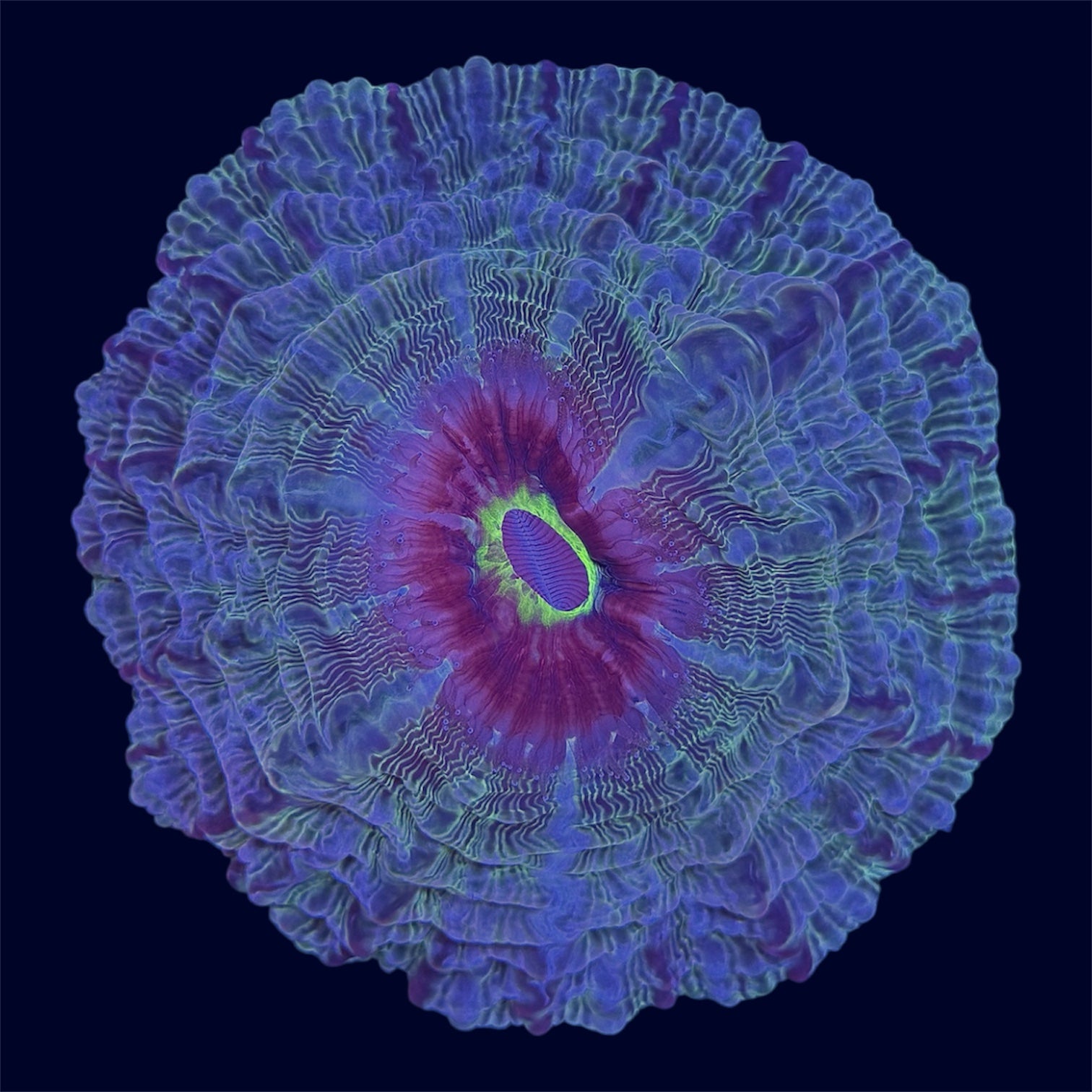 Multicolour Indophyllia Donut - A67